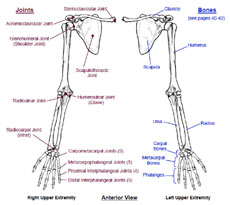 Bones and Joints of the Upper Extremity
