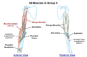 Muscles that move the Elbow and Forearm       (static image for preview)