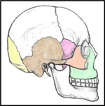 Skull - Lateral View