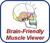 Brain-Friendly Muscle Viewer