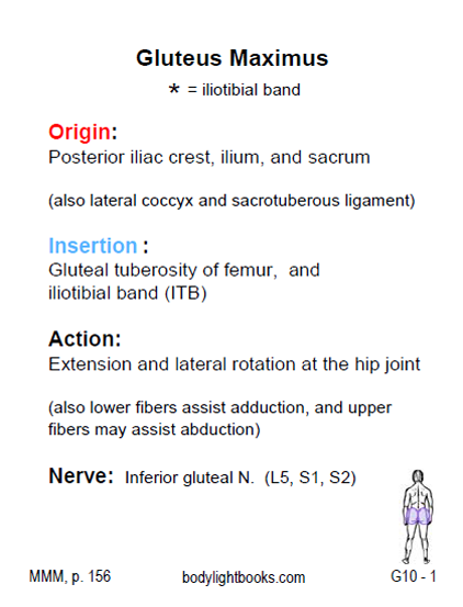 Gluteus Maximus Muscle Flashcard - text side