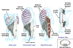 Muscles that move the Thorax, Abdomen, and Breathing       (static image for preview)