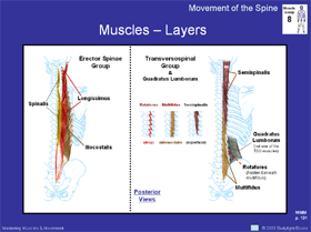 Powerpoint Slide - Muscles of the Spine
