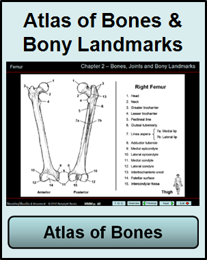 atlas of bones