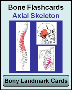 bone cards for axial skeleton