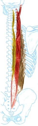 Brain-Friendly Muscle Viewer - Group 8 - Spine